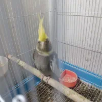 عروس هلندی ابلغ آماده جفت|پرنده|مشهد, سیسآباد|دیوار