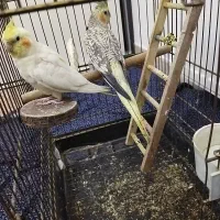 عروس هلندی دستی سخنگو جفت