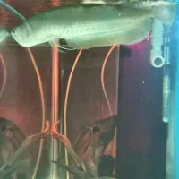 آروانا سیلور   رد لاین