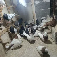 کفتر رنگه طوقی سینه کله ساده کلاغ|پرنده|مشهد, طلاب|دیوار