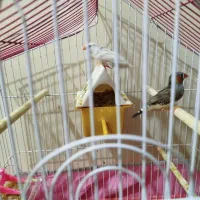 یک جفت فنچ