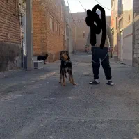 واگذاری سگ ژرمن