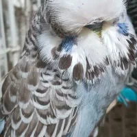 جوجه مرغ عشق انگلیسی نر|پرنده|تهران, وردآورد|دیوار