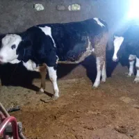 تلیسه ابستن|حیوانات مزرعه|قیدار, |دیوار