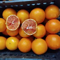 پرتقال نارنگی نارنج|عمده‌فروشی|بابل, |دیوار