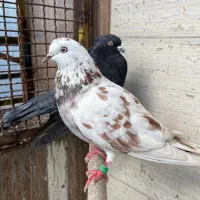 تعدادی کبوتر گلچین به شرط به دلیل تعغیر مکان|پرنده|رشت, توشیبا|دیوار