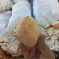 سیب زمینی پیاز عمده