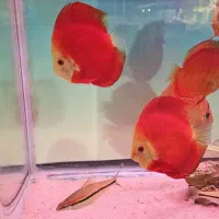 دیسکس گرید بالا