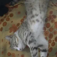 گربه گم شده در محدوده خیابان فرودگاه