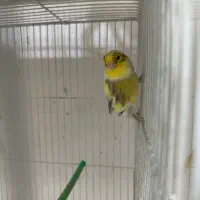 قناری|پرنده|مشهد, طلاب|دیوار