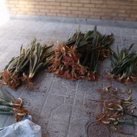 سانسوریا شمشیری ابلق ریشه لخت|گل و گیاه طبیعی|اصفهان, قهجاورستان|دیوار