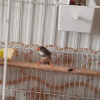 یک جفت فنچ|پرنده|شاهین‌شهر, الهیه|دیوار