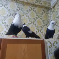 رنگی|پرنده|دزفول, |دیوار