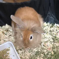 خرگوش لوپ بازیگوش با وسایل به فروش میرسد|موش و خرگوش|اردبیل, |دیوار