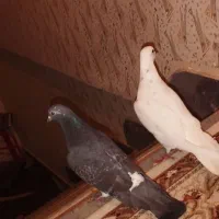 یک جفت کبوتر