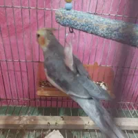 عروس هلندی نر جوان آوازخوان|پرنده|باسمنج, |دیوار