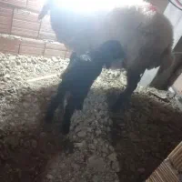 گوسفند|حیوانات مزرعه|علی‌آباد کتول, |دیوار