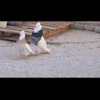 فروش یک جفت کبوتر طوقی هفت رنگ کرمانشاهی