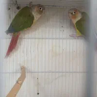 جفت گرینچیک آناناسی