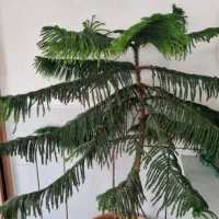 گل کاج مطبق