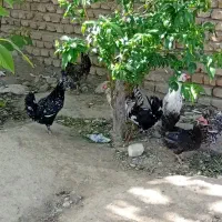 ۳ عدد مرغ گلین لری چهل تاج فول ریش تخمگذار جوان|حیوانات مزرعه|پاکدشت, پاکدشت (مامازند)|دیوار