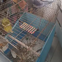 عروس هلندی با قفس|پرنده|شیراز, شهرک فرزانگان|دیوار