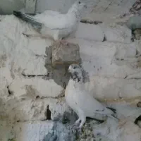 کفتر تهرونی تیدی