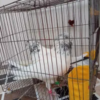 باسلام یه جفت شیخ نسل قدیم فروشی