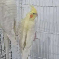 عروس هلندی