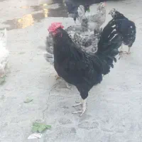 تخم مرغ نطفه دار گلین