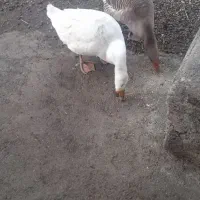 غاز محلی|حیوانات مزرعه|چالدران, |دیوار