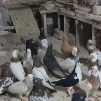 طوقی ساده و سینه گله|پرنده|کاشمر, |دیوار