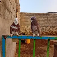 کبوتر|پرنده|نقده, |دیوار