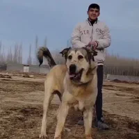 سگ پژدر اصیل قیمت عالی|سگ|شازند, |دیوار