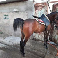 مادیان سواری دار