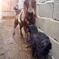 یک راس بز پاکستانی و بچه اش