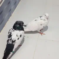 کبوتر اصل پروازی