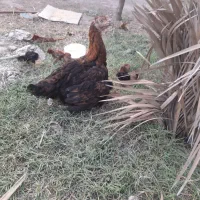 ماده مرغ با ۹جوجه