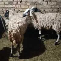 ۴عددمیش و یکی بره ۱ماهه قیمت مناسب