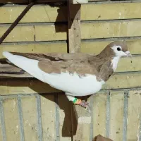 کبوتر رنگی پرشی