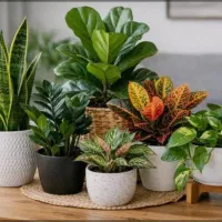 فروشنده مجرب گل وگیاه