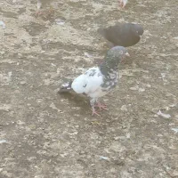 کمانگرپاکستانی|پرنده|اهواز, سپیدار|دیوار