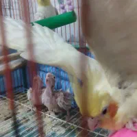طوطی عروس|پرنده|رشت, جماران|دیوار