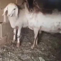 میش بره نر صومال فاریاب