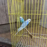 مرغ عشق جفت|پرنده|گرگان, |دیوار