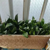 جاکفش|جاکفشی، کمد، دراور|میبد, |دیوار