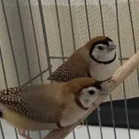 فنج نرگسی مولد و جغدی مولد|پرنده|الوند, |دیوار