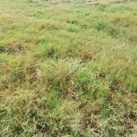 فروش چمن آفریقایی با اجرا، کود|خدمات باغبانی و درختکاری|اهواز, اهواز|دیوار