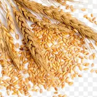 یک کیسه گندم فروش فوری