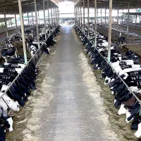 فروش دامداری